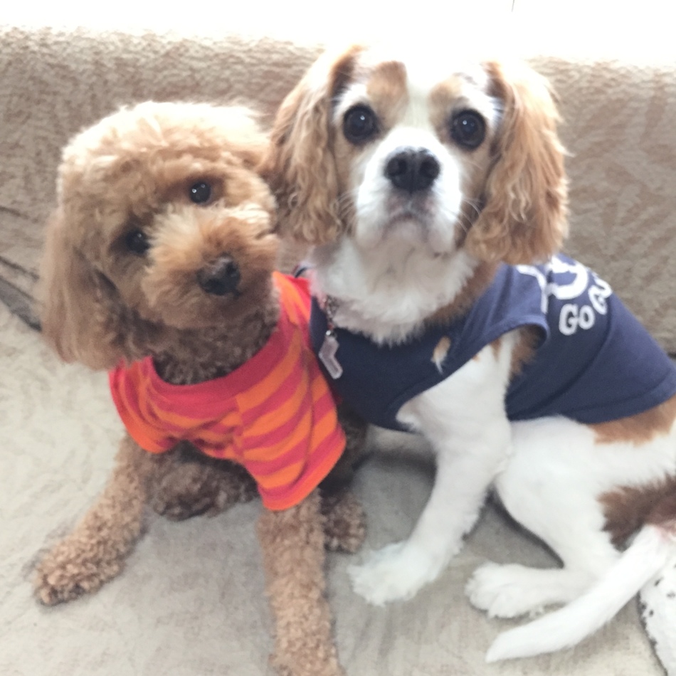 レオンのカバー写真