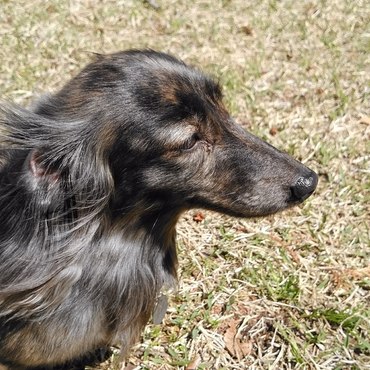 ＡＭＧ (ｴｰ･ｴﾑ･ｼﾞｰ)の写真