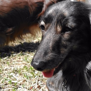 ＡＭＧ (ｴｰ･ｴﾑ･ｼﾞｰ)の写真