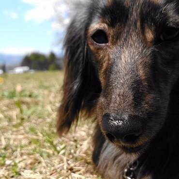 ＡＭＧ (ｴｰ･ｴﾑ･ｼﾞｰ)の写真