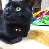 ジェイコ