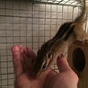 里親さん決まりました。ありがとうございました。 サムネイル2