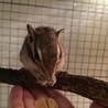 里親さん決まりました。ありがとうございました。 サムネイル3