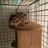 里親さん決まりました。ありがとうございました。 サムネイル4