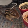 里親さん決まりました。ありがとうございました。 サムネイル5
