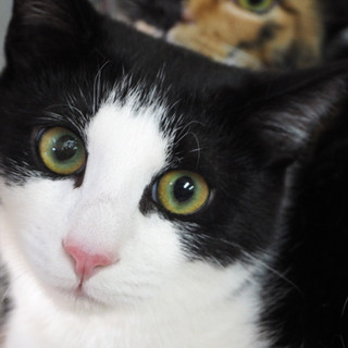 パッチリアイライン美猫【あらた】