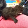 心優しい里親さん募集！ サムネイル6