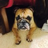 ブルドッグ里親募集 サムネイル3