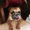ブルドッグ里親募集 サムネイル4