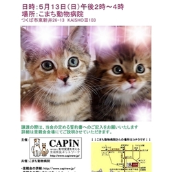 CAPIN ねこ里親会inつくば