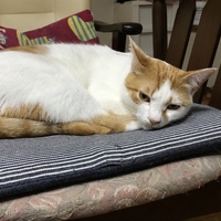 ゆず