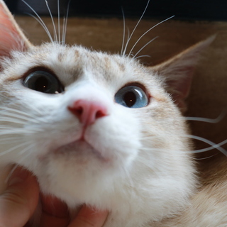 澄んだブルーの瞳のナルくん