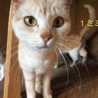 崩壊現場☆可愛いメス猫3匹(1匹からでも譲渡可)