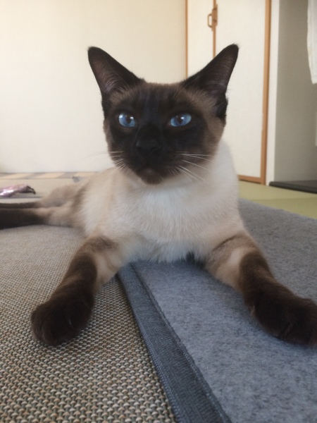 レミング  ハッチ