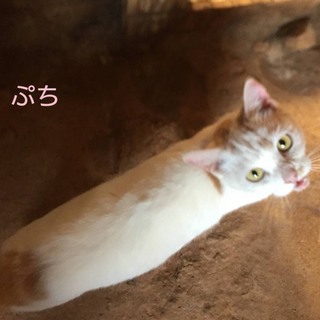 崩壊現場☆可愛いメス猫3匹(1匹からでも譲渡可)