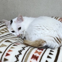 ぽん