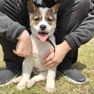 【募集停止】おっとり♪可愛い”つばき”君