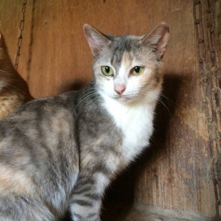 崩壊現場☆可愛いメス猫5匹(1匹からでも譲渡可)