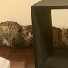 初日。よそよそしい感じに胸キュン。