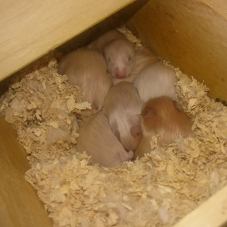 長毛の子供ハムスター