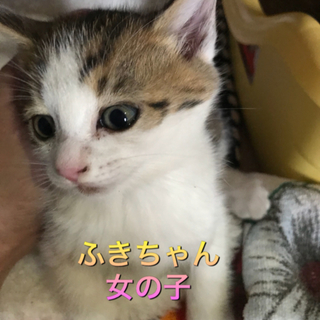 一時募集停止中生後2ヶ月の女の子2匹男の子1匹