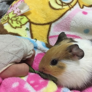 アメリカンショートのモルモットです