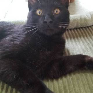 お家決定！人が大好き黒猫アラウディ♂