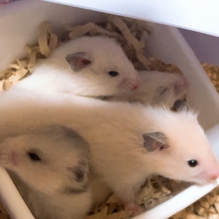 無事里親が決定しました