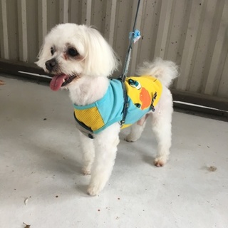 人懐っこいマルチーズ