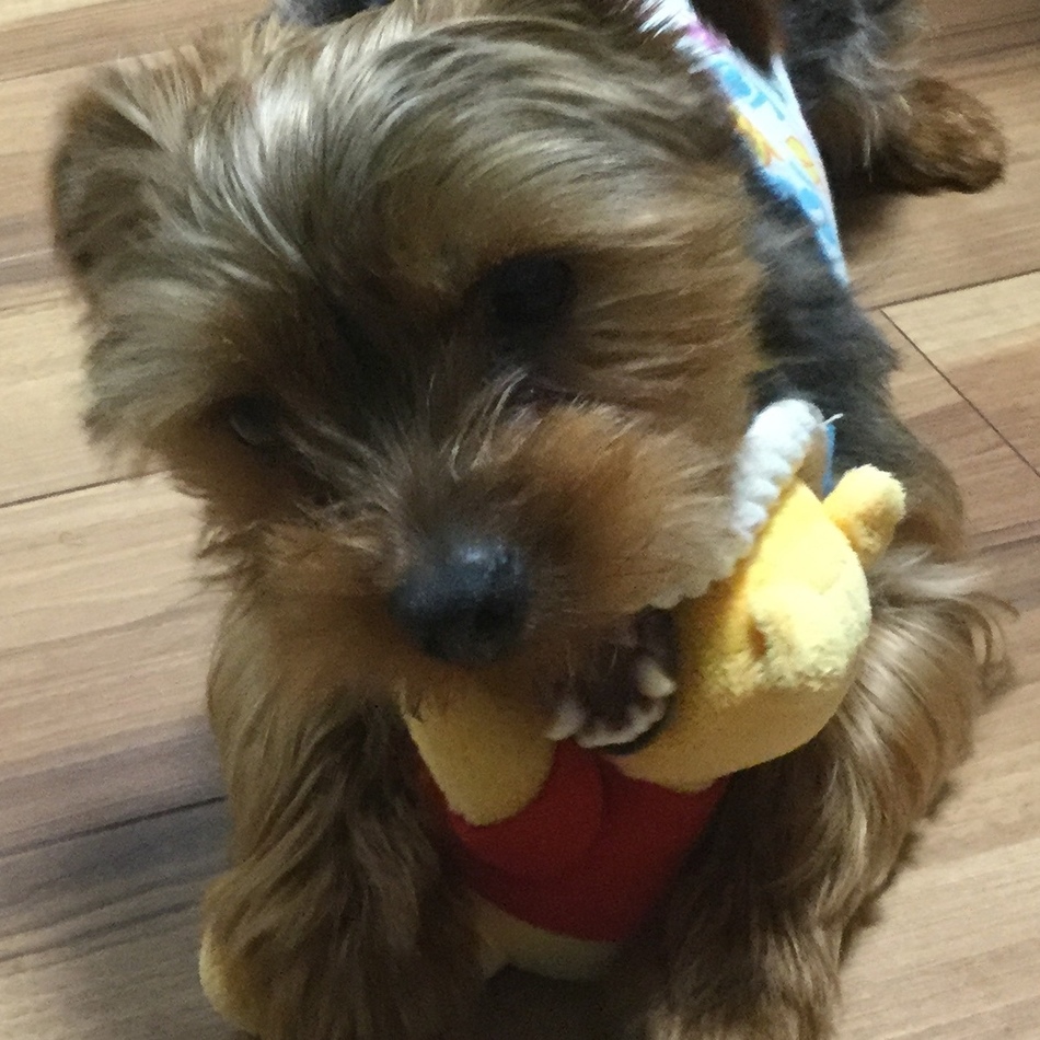 ティノのカバー写真
