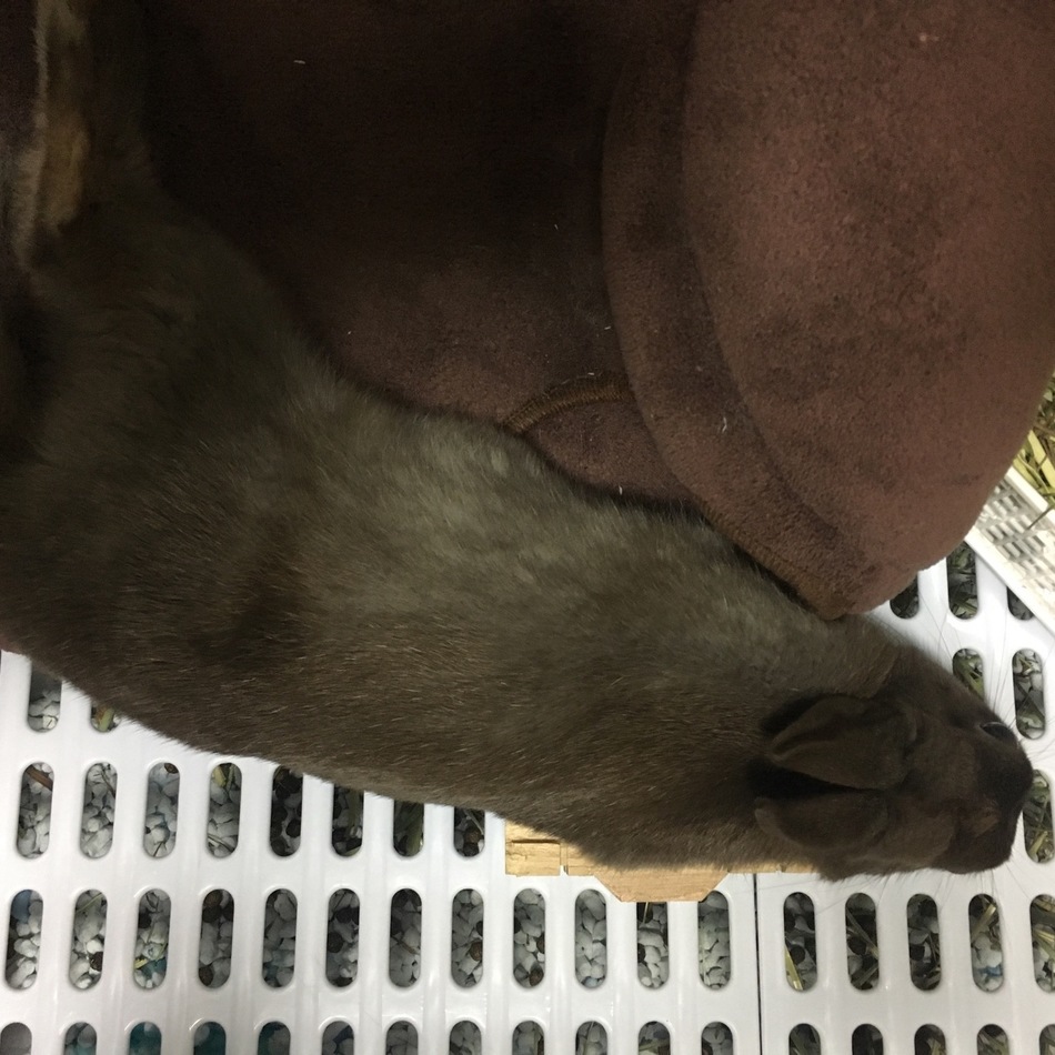 クッキーのカバー写真
