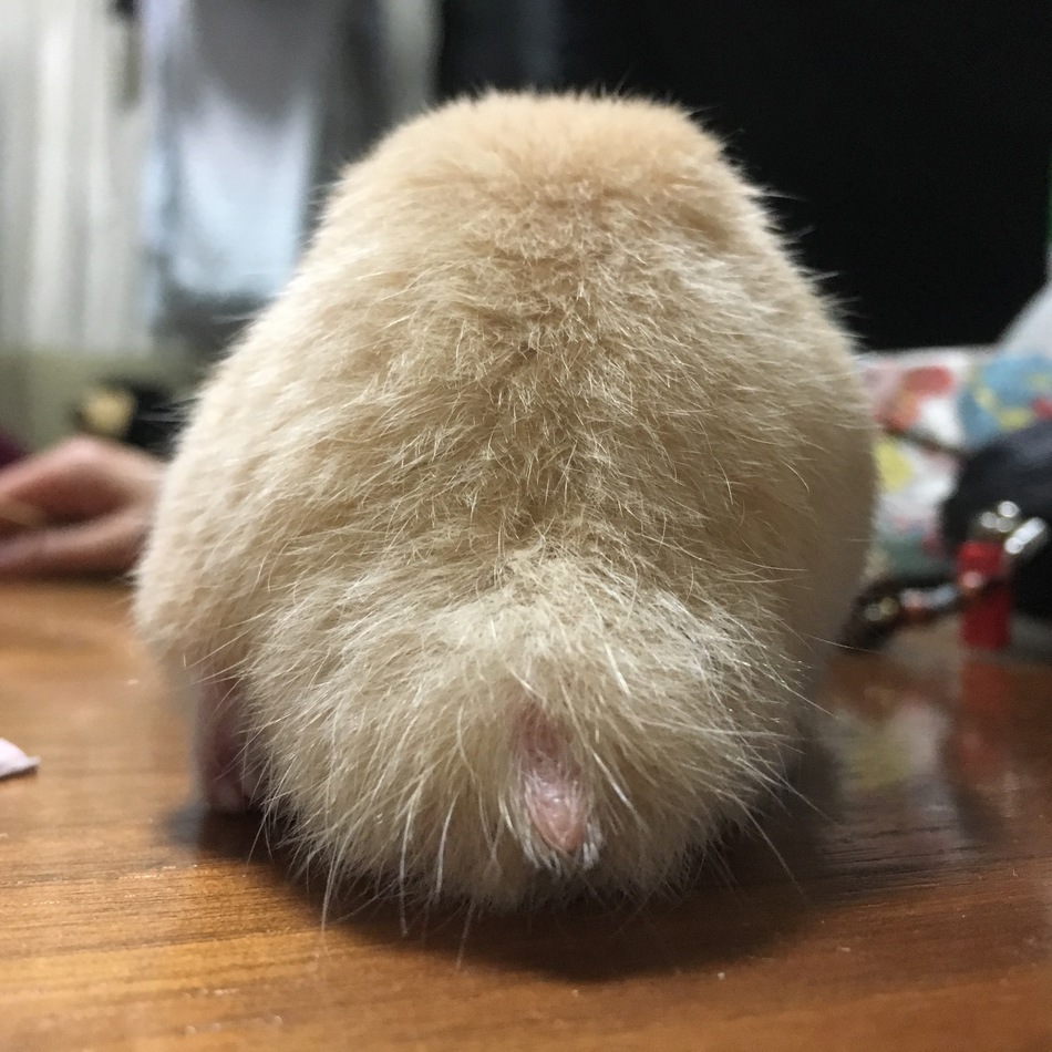 プリンのカバー写真