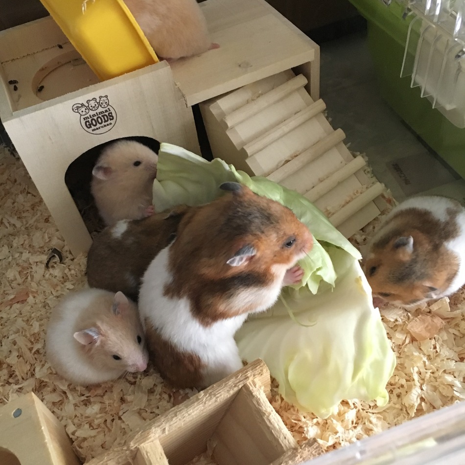 チョコのカバー写真