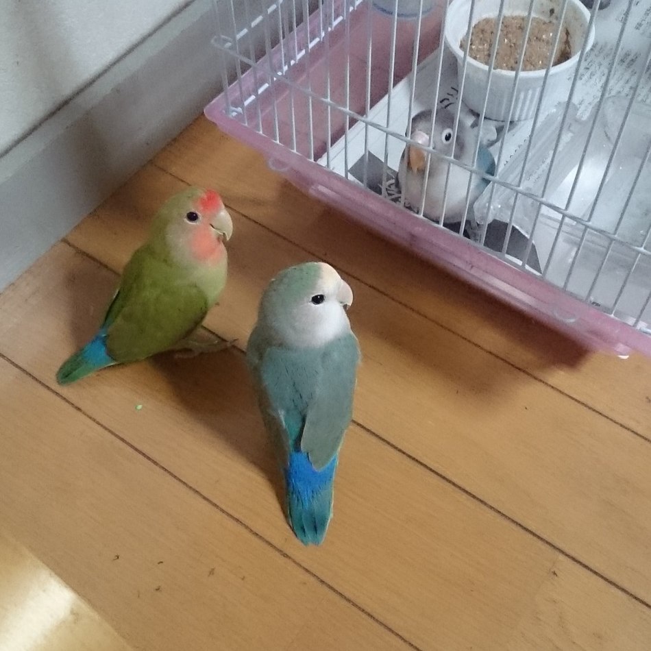 きなこのカバー写真