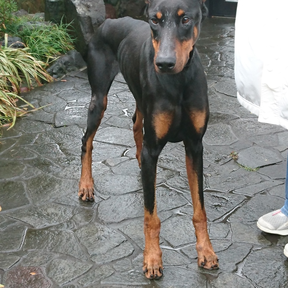 カイのカバー写真