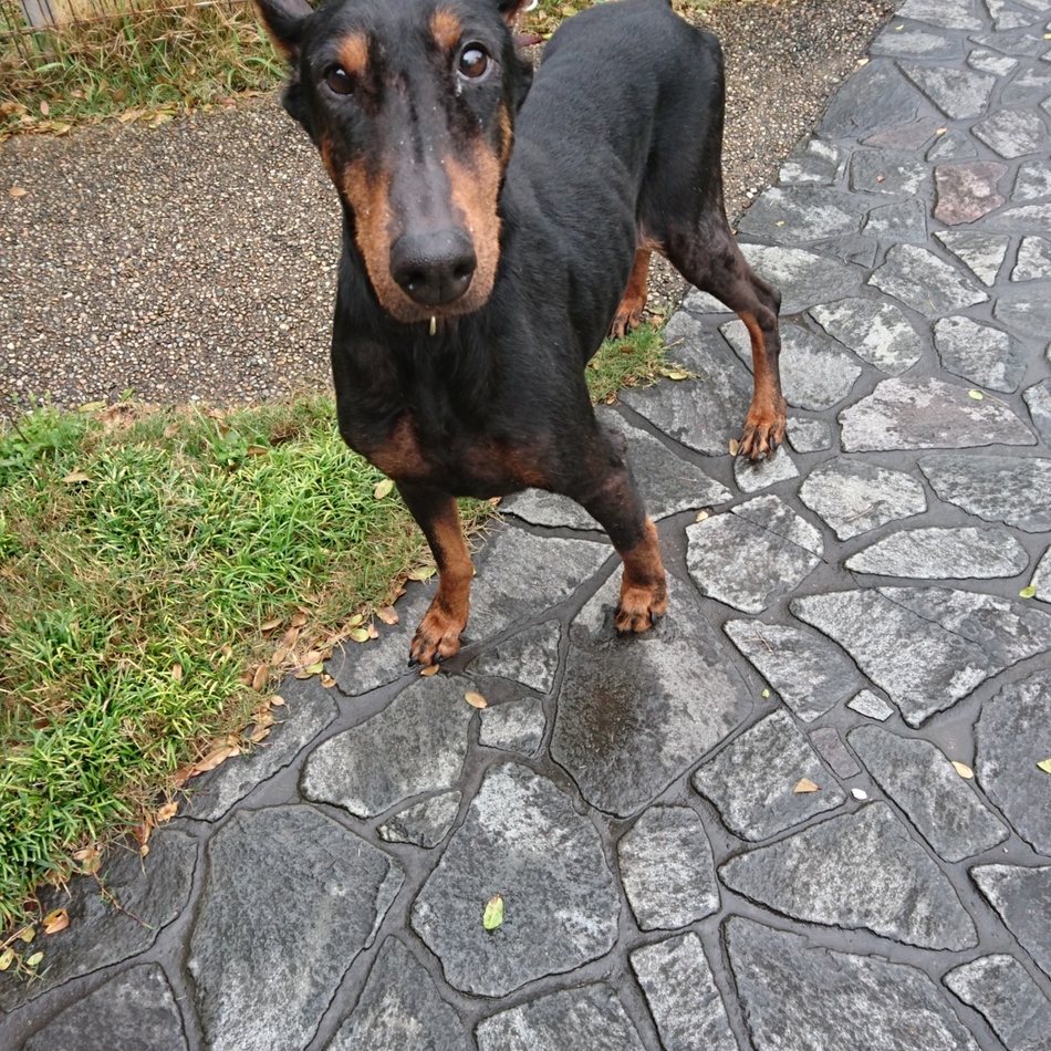 セーラのカバー写真