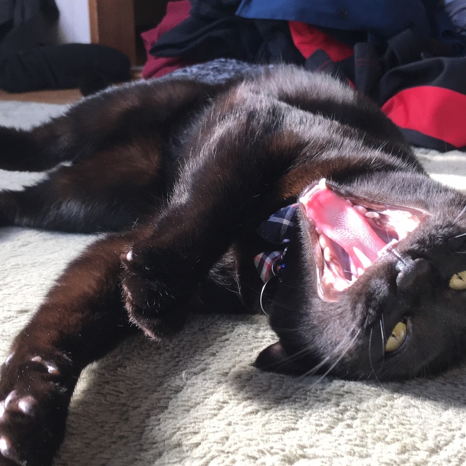 ごまのカバー写真