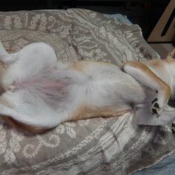 忍ちゃん幸せプロジェクト