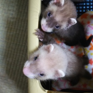 フェレット２匹の里親募集（停止中）