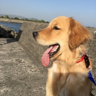 大型犬大好き里親募集