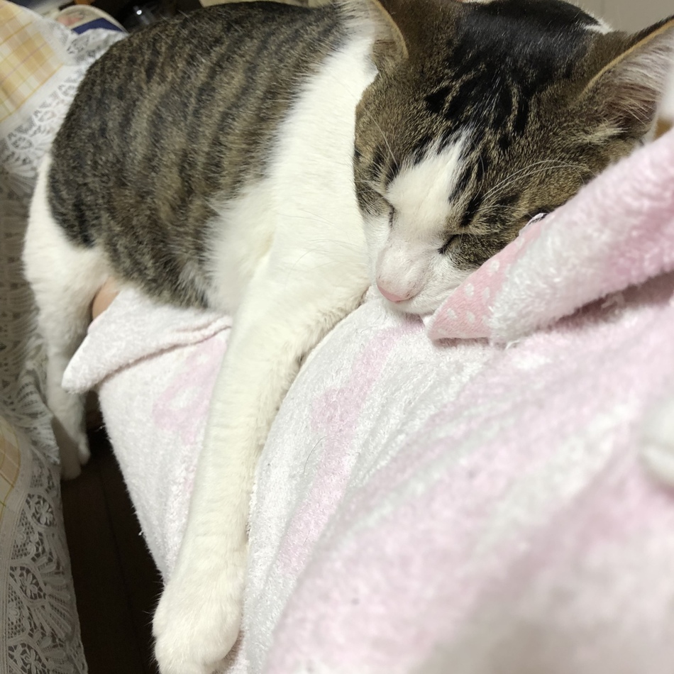 ボンちゃんのカバー写真