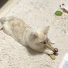 とーりん