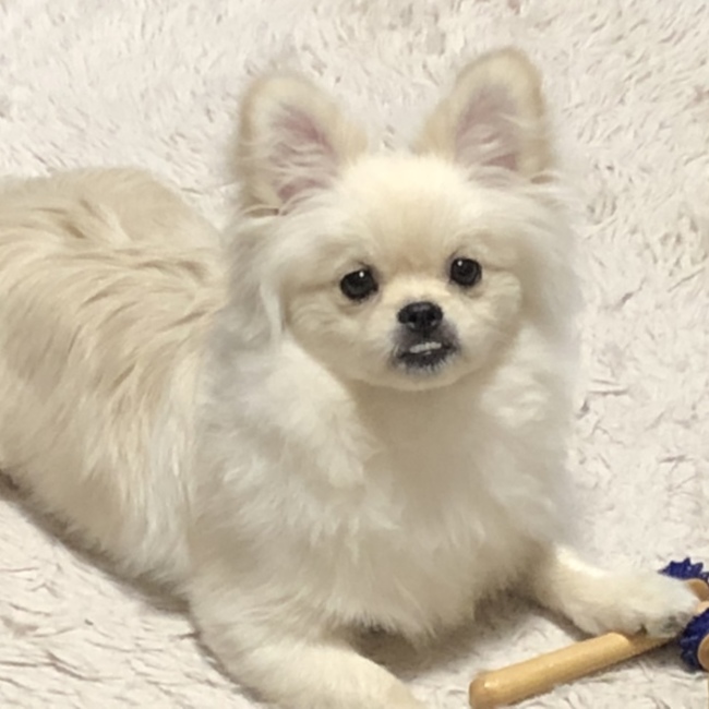 とーりんのカバー写真