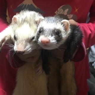 急募  フェレット 2匹一緒に、  3歳のオスメス