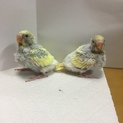 セキセイインコの雛(募集を一旦終了します)