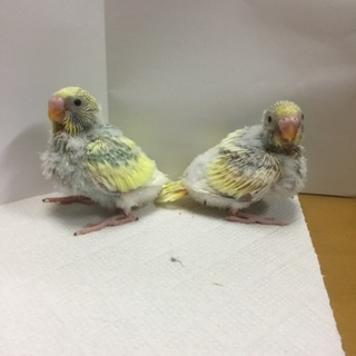 セキセイインコの雛(募集を一旦終了します)