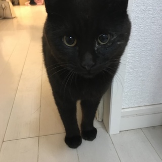 甘えん坊の黒猫さん