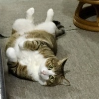 サンタ