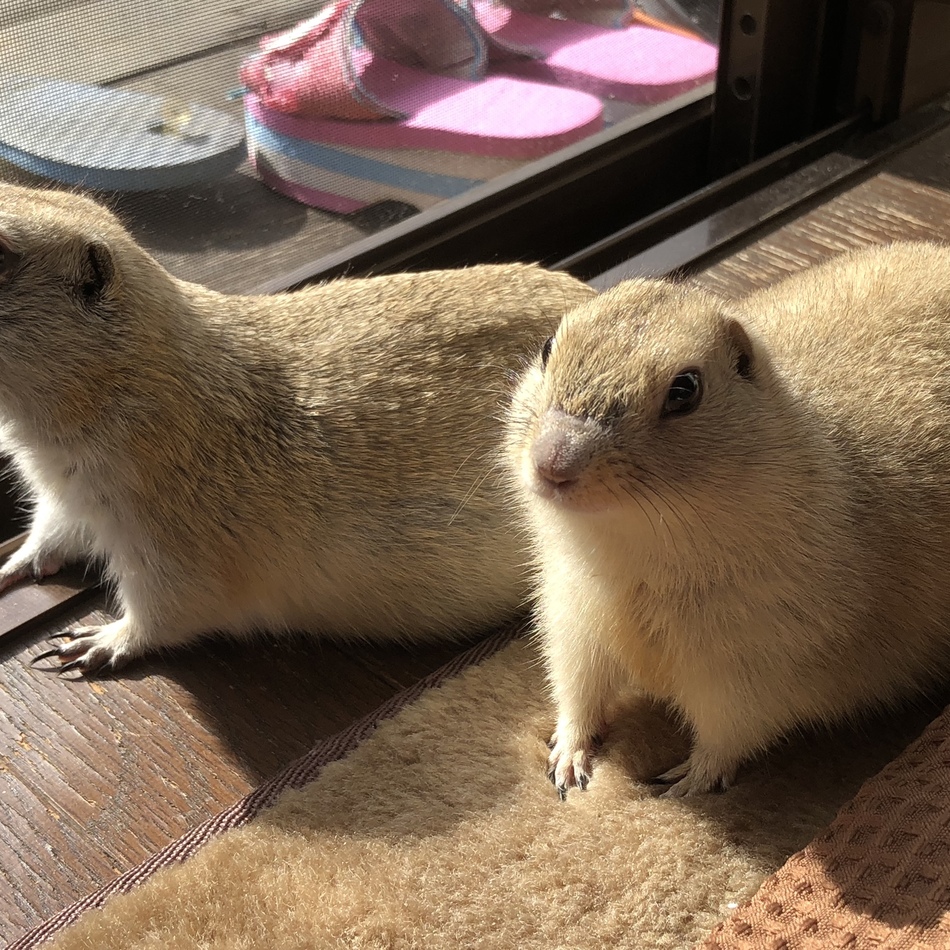 リアのカバー写真