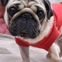 明るい性格のパグ　推定３歳